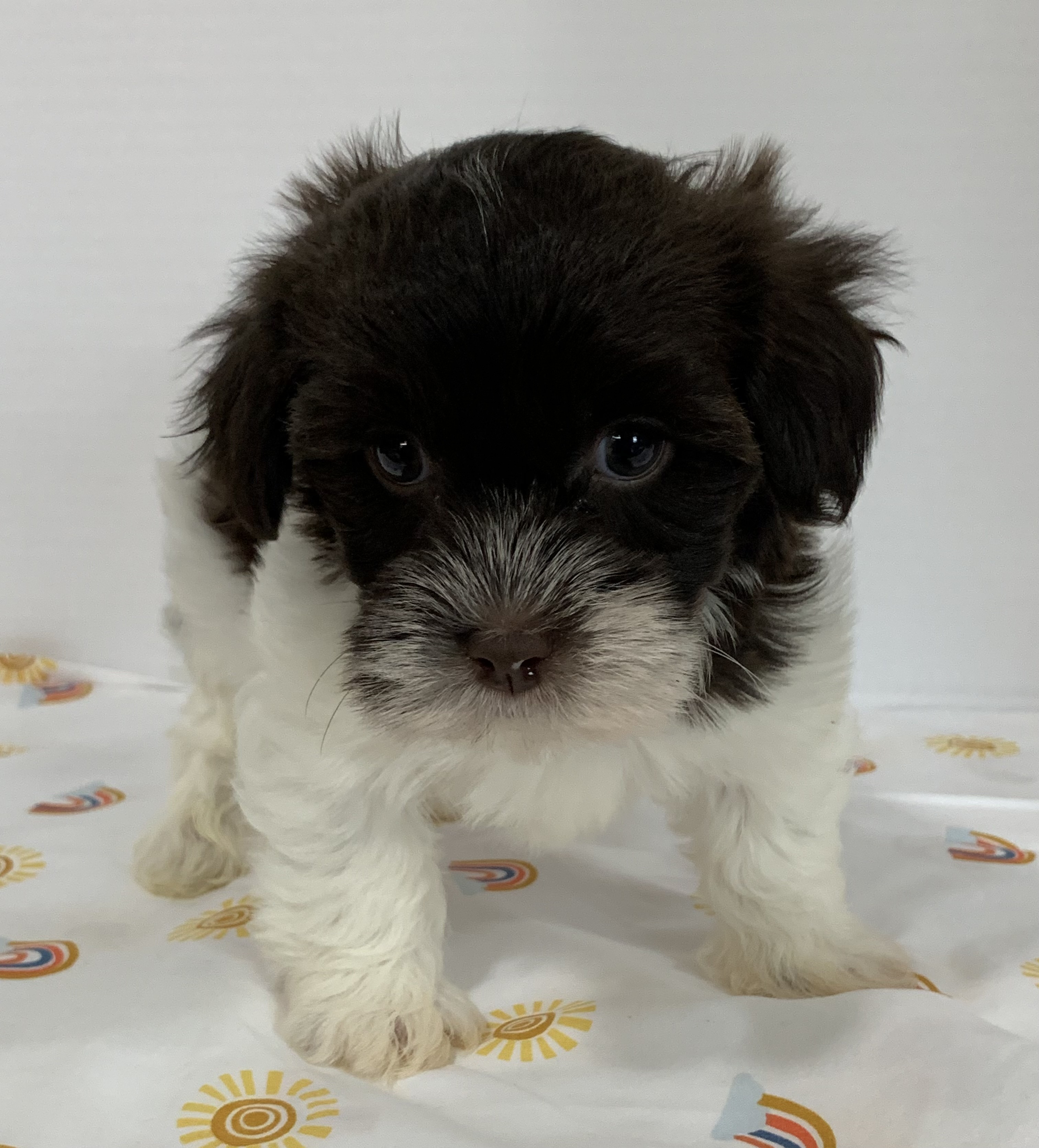 puppy, for, sale, Havanese, Debra K Lott, dog, breeder, Merit, TX, dog-breeder, puppy-for-sale, forsale, nearby, find, puppyfind, locator, puppylocator, aca